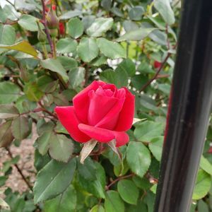 Meet your Posher, Carla